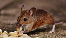 24 Hour & Emergency Exterminators in Bartonia, IN